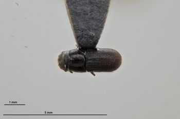 Media type: image;   Entomology 784220 Aspect: habitus dorsal view